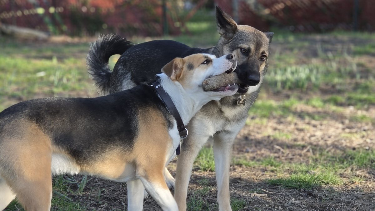 Two dogs working together to carry the same stick in a yard