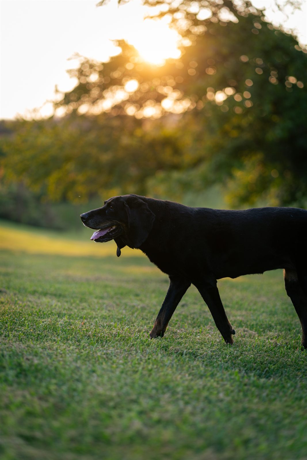 A black Labrador walking through a field, backlit by the low golden sun