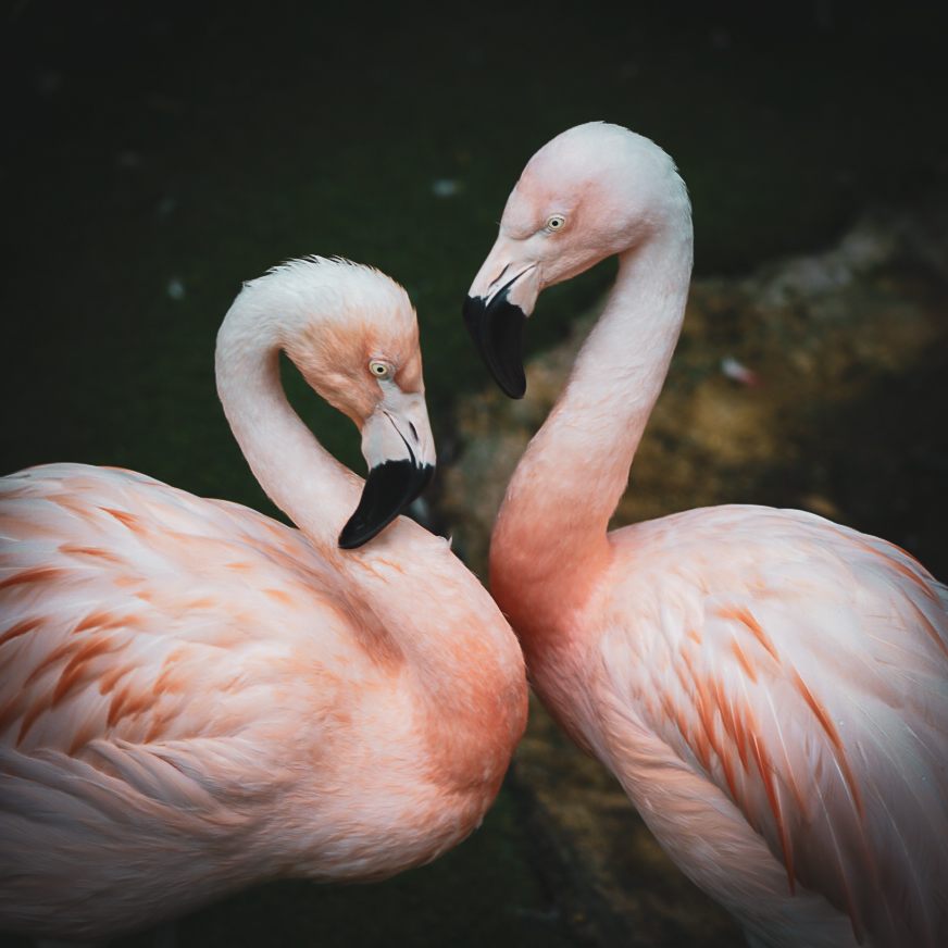 Two pink flamingos with their necks curved toward each other