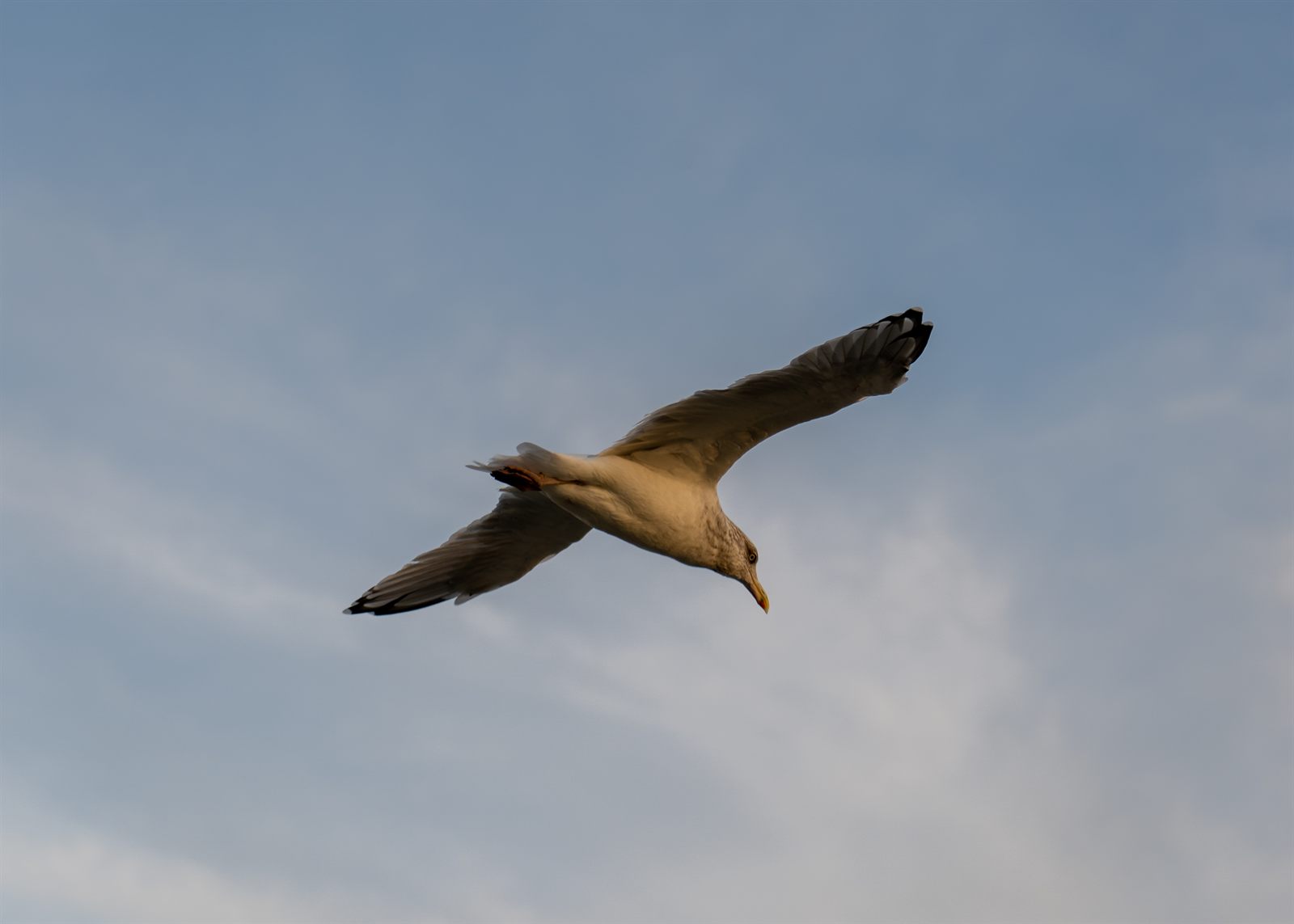 A seagull mid-flight against a pale blue sky, wings fully extended